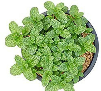 Aro Mint, Pudina Seed(104 per packet)