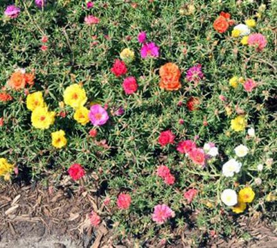 Aywal Portulaca (Mixed), 10 O Clock Seed(80 per packet)