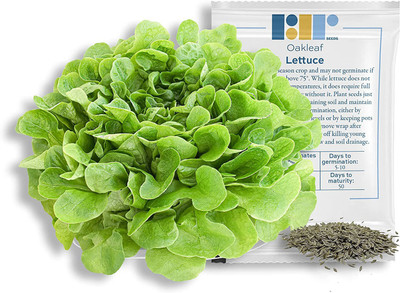 WILLVINE LX-287 Oakleaf Lettuce Seeds Seed(200 per packet)