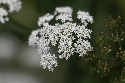 Plantzone gypsophila flower Seed(50 per packet)
