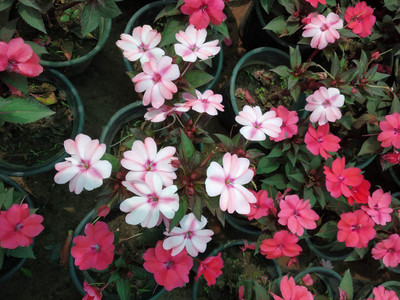 CYBEXIS NBIR-25 - IMPATIENS WALLERIANA-CHINESE BALSAM-PLANT - (270 Seeds) Seed(270 per packet)
