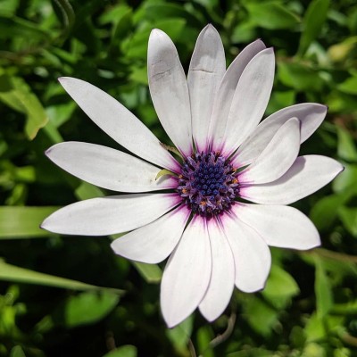 FEVESTA African Daisy (Dimorphotheca fruticosa) Seed(100 per packet)