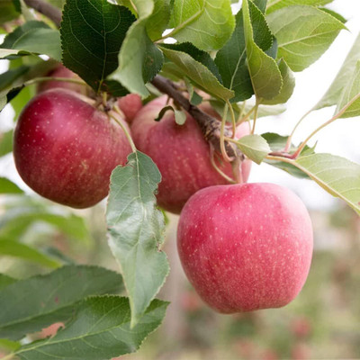ACMS APPLE KASHMIRI SEEDS FOR HOME AND GARDEN Seed(20 per packet)