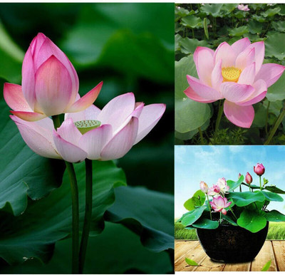 CRGO ™ VXI-423 Bowl lotus/water lily flower /bonsai Lotus /ponds Seeds Seed(6 per packet)