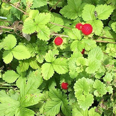 ActrovaX Wild Strawberry Seed(100 per packet)