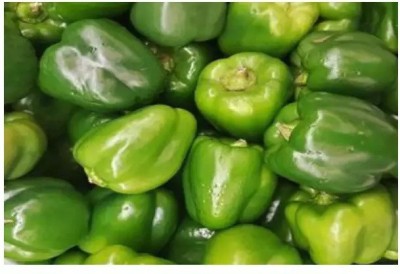 VASUDHA Green pepper Capsicum Seed(1000 per packet)