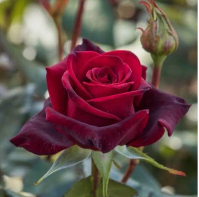 greenfarm NXC- Fragrant Rose Flower Seeds /Gulab Seeds, 120 X Seeds ,yte158 Seed(120 per packet)