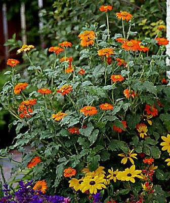 XOLDA Tithonia Seed(20 per packet)