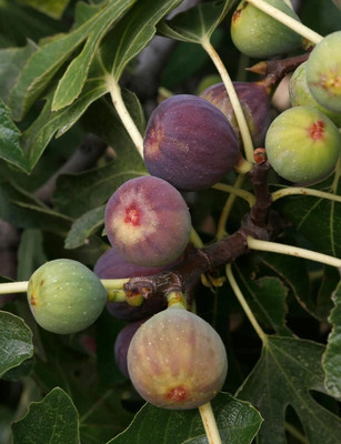 XOLDA Fig Anjeer Seed(50 per packet)