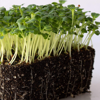 VibeX NBIR-42 - Mizuna Mustard - (2250 Seeds) Seed(2250 per packet)
