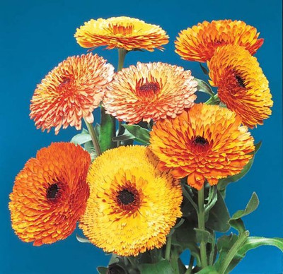 Mozette Exotic calendula Seed(49 per packet)