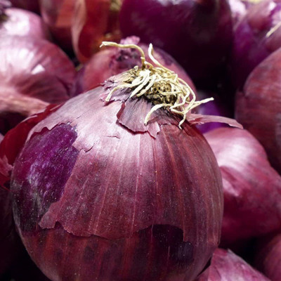 CYBEXIS Red Onion Sweet Spanish Seeds 1000 Seeds Seed(1000 per packet)