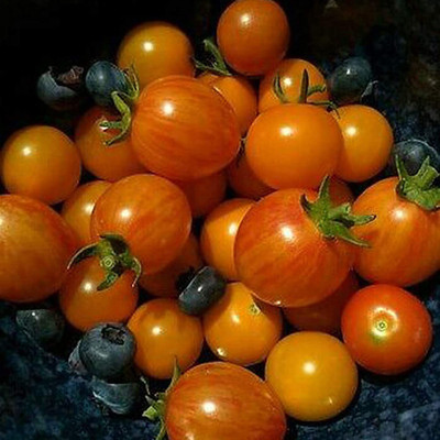 CYBEXIS High Yield Mix Rainbow Cherry Tomato Seeds1000 Seeds Seed(1000 per packet)