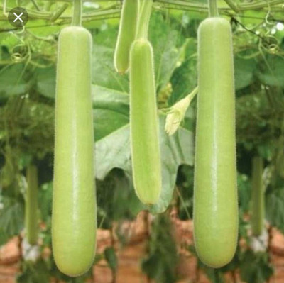 Cloud Farm Bottle Gourd Lauki Lau Clabash Seeds Hybrid Seed(30 per packet)