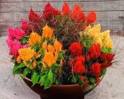 Aywal Celosia Pulmosa Flower -Mixed Color Flower Seed(70 per packet)