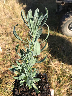 VibeX NBIR-42 - Lavender Common English - (750 Seeds) Seed(750 per packet)