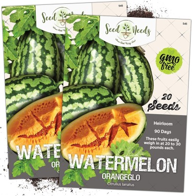 CYBEXIS HUA-14 - Orangeglo Watermelon (Citrullus lanatus) - (1350 Seeds) Seed(1350 per packet)