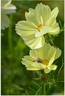 CYBEXIS Cosmos - BIPINNATUS - XANTHOS Seed(50 per packet)