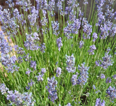 MOOFGA Lavandula angustifolia , true lavender Seed(150 per packet)