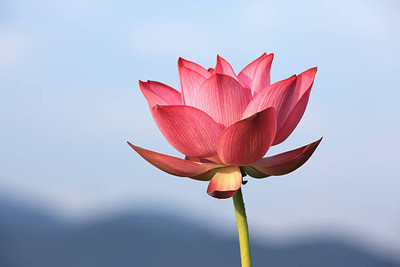 dorvik collections lotus,kamal gatta Seed(15 per packet)
