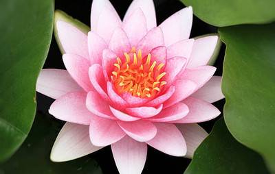 SIDDHI VINAYAK lotus,kamal gatta Seed(10 per packet)