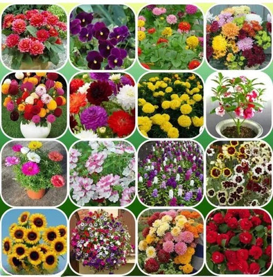 BEE Garden Variety Combo Flower Seeds for Home Garden | Suitable for Summer,Winter & Spring Seed(12 per packet)