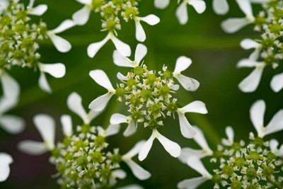 Plantzone gypsophila flower Seed(50 per packet)