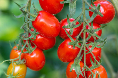 Sidhi Nazar tomato Seed(90 per packet)