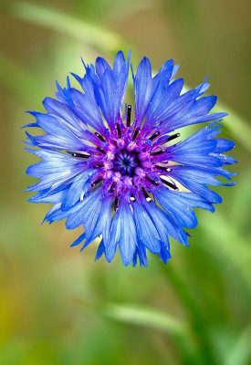 GARDENIFY INDIA HYBRID MULTICOLOR CORNFLOWER Seed(25 per packet)