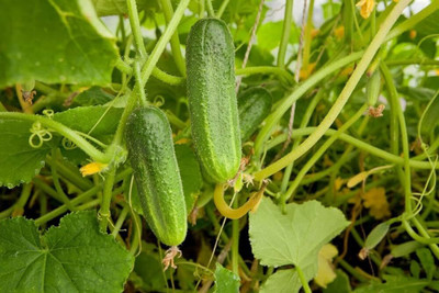 LPR CUCUMBER ,KHIRA Seed(275 per packet)