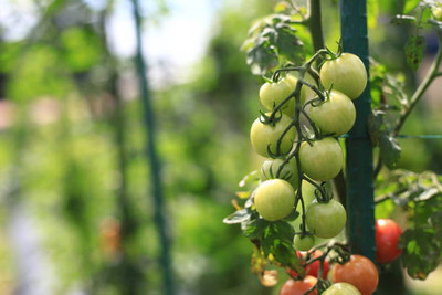 Heirloom Quality tomato Seed(110 per packet)