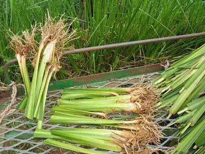 Aywal Lemon Grass Plant Seed(55 per packet)