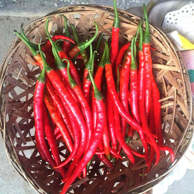 CYBEXIS Rare Hot Chilli Pepper Seeds600 Seeds Seed(600 per packet)