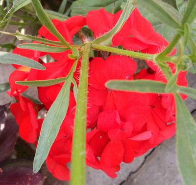XOLDAA balsam frower Seed(20 per packet)