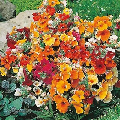 Epazo Nemesia- Genus Of Annual Perennials Garden Path Garden Seed(70 per packet)