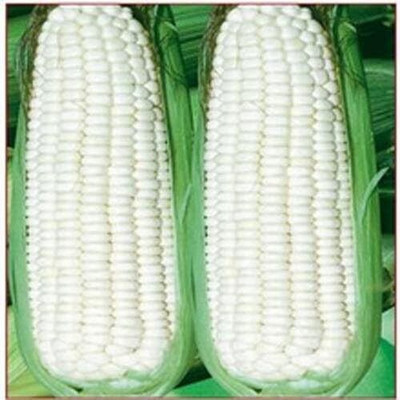 KNESSiN Sweet White Corn Seed(500 per packet)