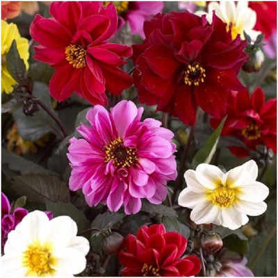 LPR DAHLIA Seed(5 per packet)