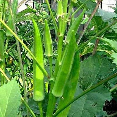 Seedsqlty lady finger seeds for gardening Seed(70 per packet)