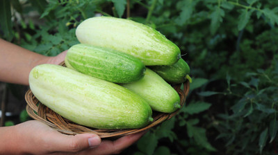 abiswas Cucumber F1 Vegetable Seed(30 per packet)