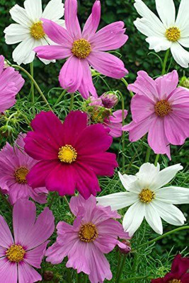 CYBEXIS FLOWER COSMOS SENSATION MIX Seed(1 g)