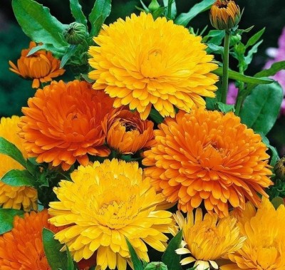 Quentova Calendula Yellow-Orange Flower-NDIR Seed(50 per packet)