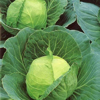 WILLVINE NKR -VII Golden Acre Ball Head Cabbage Seeds [2.5g] Seed(750 per packet)