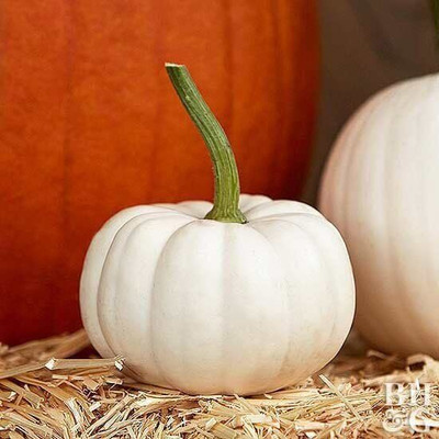 CRGO DIOART-AQW-™ Pumpkin vegetables seeds | Orange shade Pumpkin Seed-15 SEEDS-PS145 Seed(15 per packet)