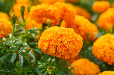 GardenUp marigold/gende ka phool flower seeds Seed(50 per packet)