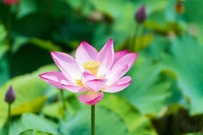 Click to buy lotus,kamal seeds Seed(12 per packet)