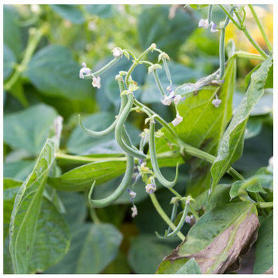 SREE Gwar Fali/Cluster Beans 52 Seed(35 per packet)
