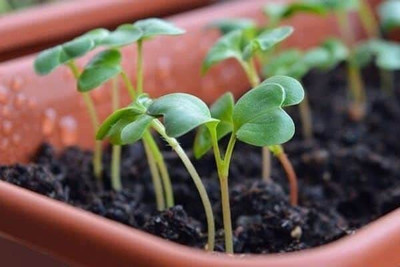 KANAYA Radish - Long Mooli Hybrid Vegetable Seeds Seed(130 per packet)