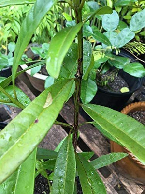 WILLVINE NDIR-67 Allspice Jamaica pepper Seed(50 per packet)