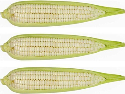 WILLVINE PAU -IX F1 Hybrid HQPM-2022 Sweet Corn -[500g] Seed(2000 per packet)