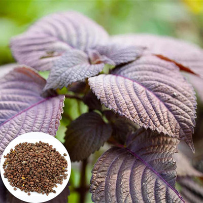 CYBEXIS Organic Red Perilla Frutescens Shiso Seeds 2000 Seeds Seed(2000 per packet)